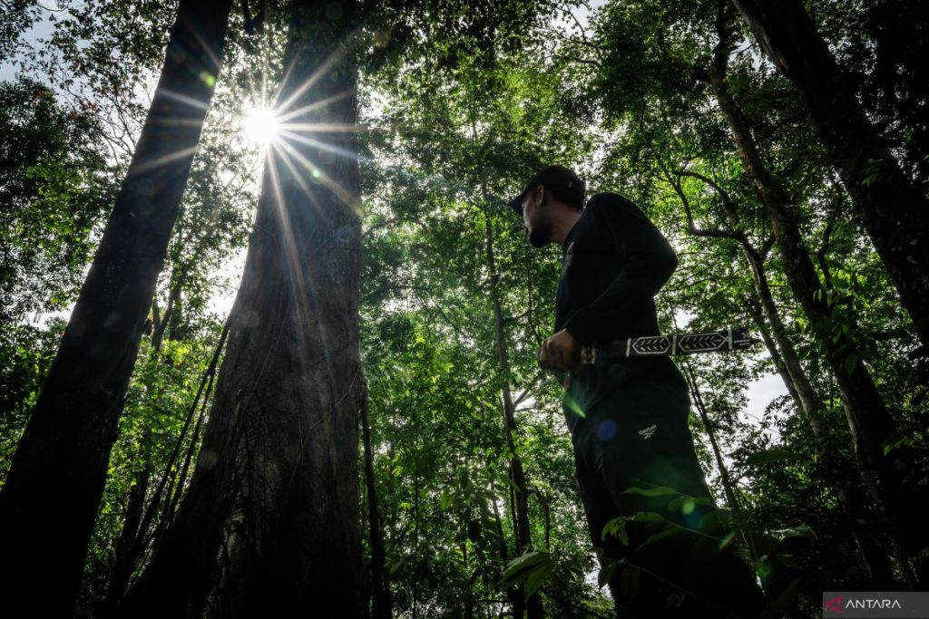 Indonesia berencana memanfaatkan hutan lindung untuk ketahanan pangan dan energi