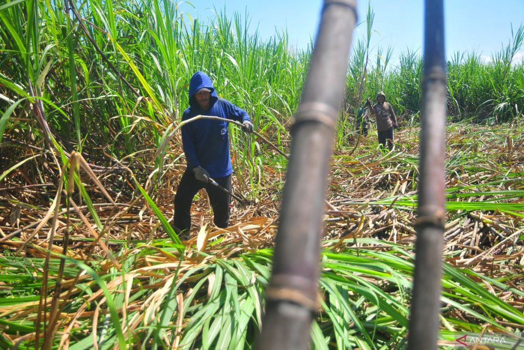 Indonesia expects higher sugar production, no imports in 2025