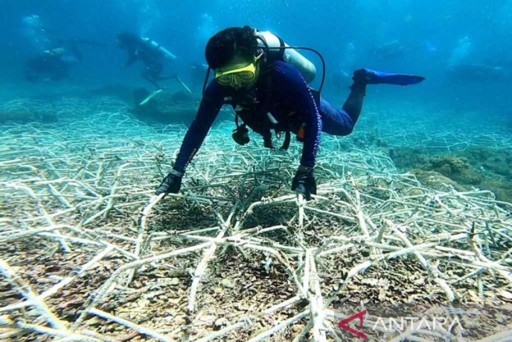 Indonesia explores coral reef insurance for conservation funding