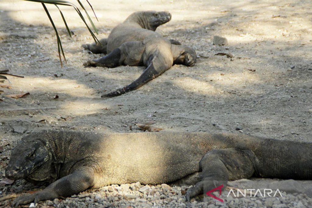 Komodo dragon attack leaves elderly Indonesian man with 39 stitches