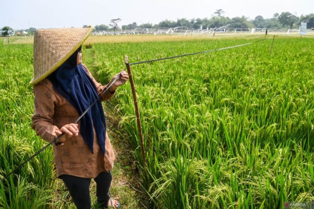 Produksi beras Indonesia mencapai 30 juta ton meskipun ada tantangan cuaca