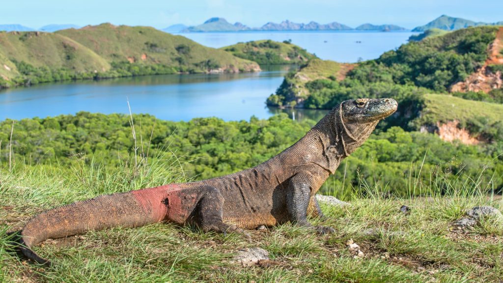 Bagaimana cara menuju Pulau Komodo? Jetstar Asia akan terbang dari Singapura