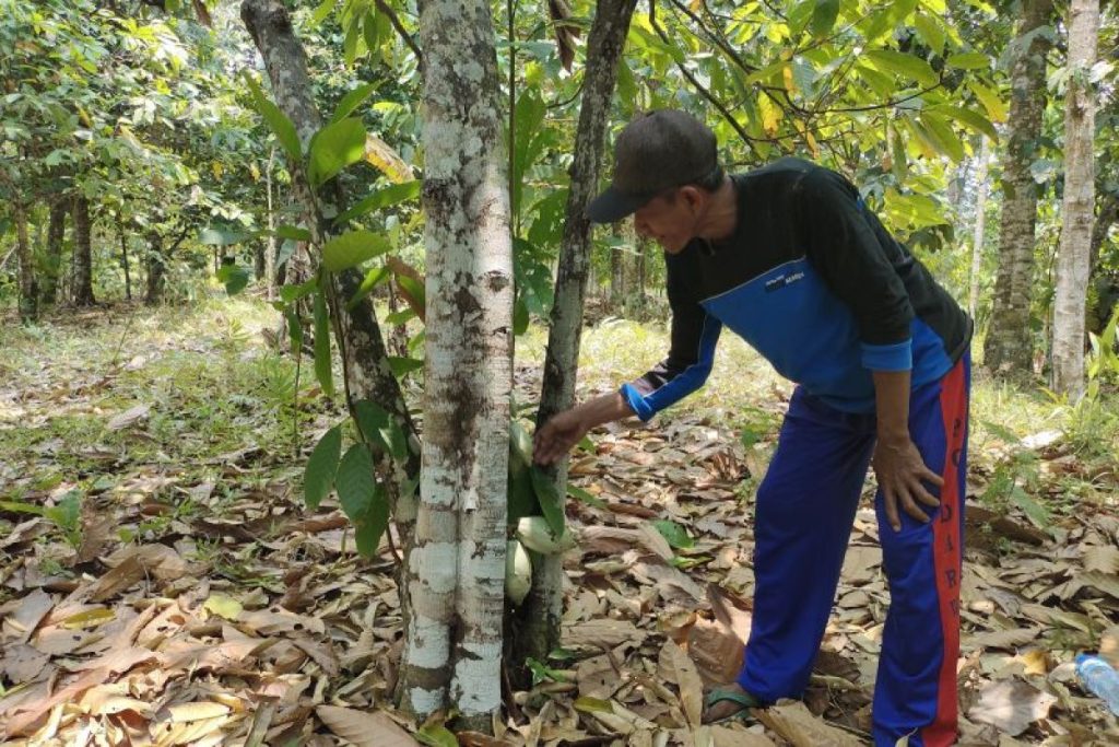 Bagaimana memanfaatkan hutan sebagai cadangan pangan