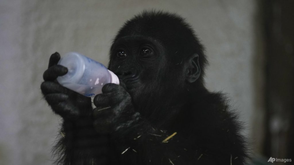 Bayi gorila yang diselamatkan dari penerbangan ke Thailand pulih di kebun binatang Istanbul