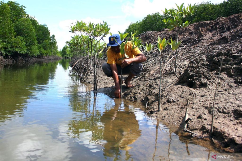 Indonesia melihat miliaran gambut, keuntungan restorasi bakau