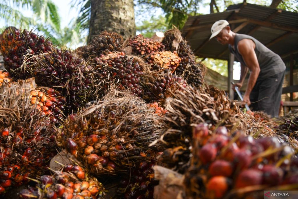 Indonesia menargetkan pada tahun 2026 mengakhiri impor solar dengan program B50