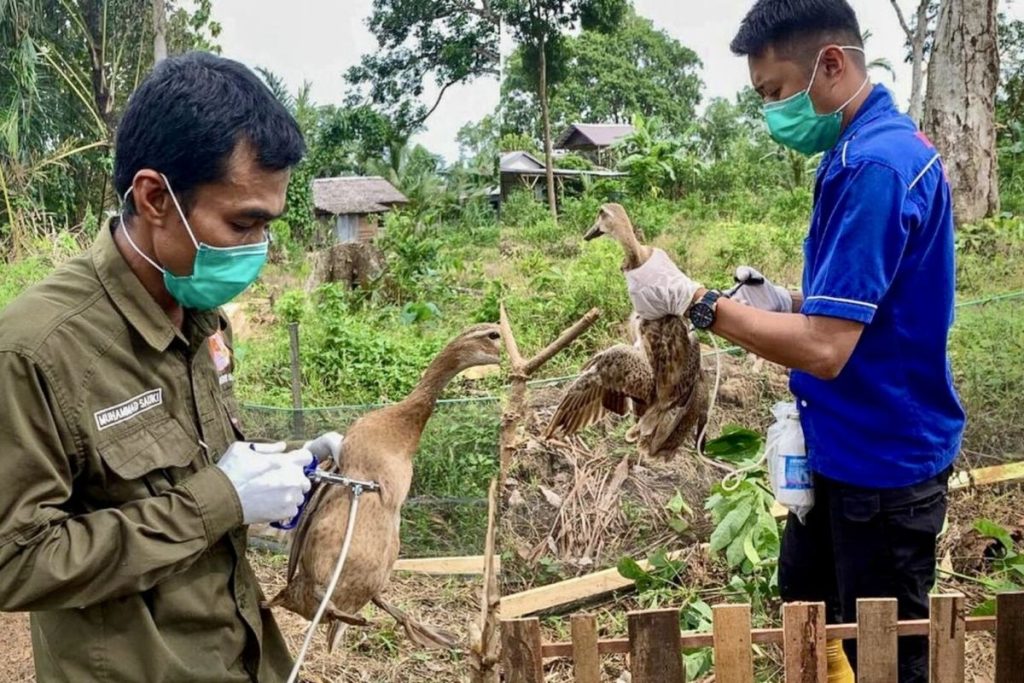 Indonesia meningkatkan pengawasan flu burung di tengah peningkatan kasus global