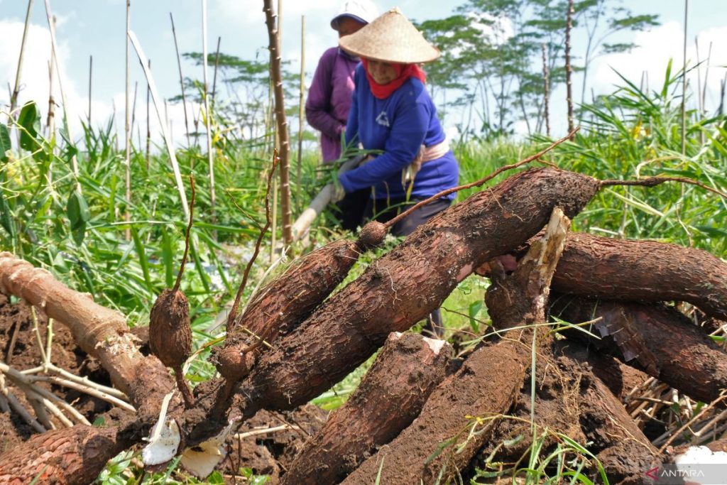 Indonesia untuk membatasi singkong, impor tapioka untuk membantu petani