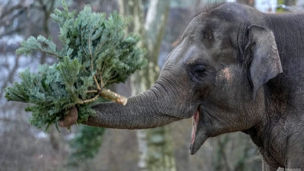 Ini adalah hari Natal bagi para gajah karena pohon-pohon yang tidak terjual akan diberikan kepada hewan-hewan di Kebun Binatang Berlin