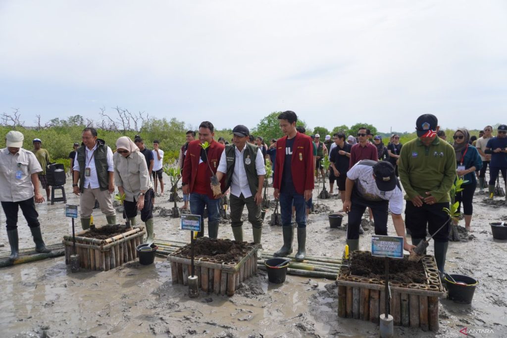 Kementerian menanam 5 hektar mangrove di Bali