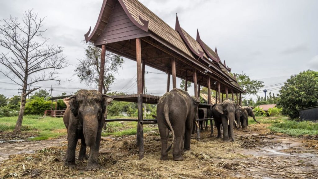 Mahout Thailand didakwa setelah turis Spanyol dibunuh gajah