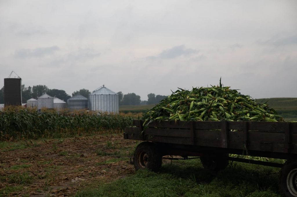 Membaiknya Harga Jagung Memberikan Harapan Bagi Petani