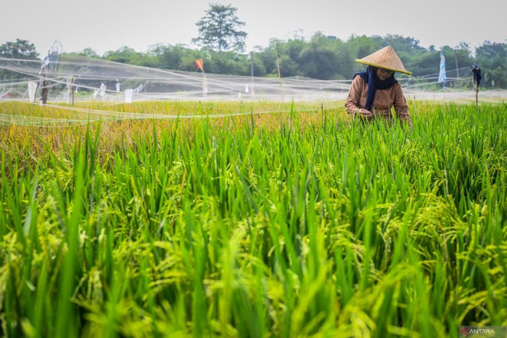 Pemerintah Indonesia menaikkan harga beras dan jagung untuk membantu mencapai ketahanan pangan