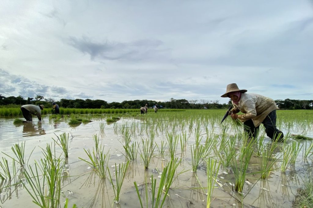 Pemerintah menekankan pentingnya transformasi pertanian