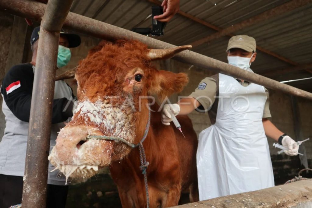 Pemerintah menjamin pasokan daging sapi yang cukup untuk Ramadhan di tengah wabah PMK