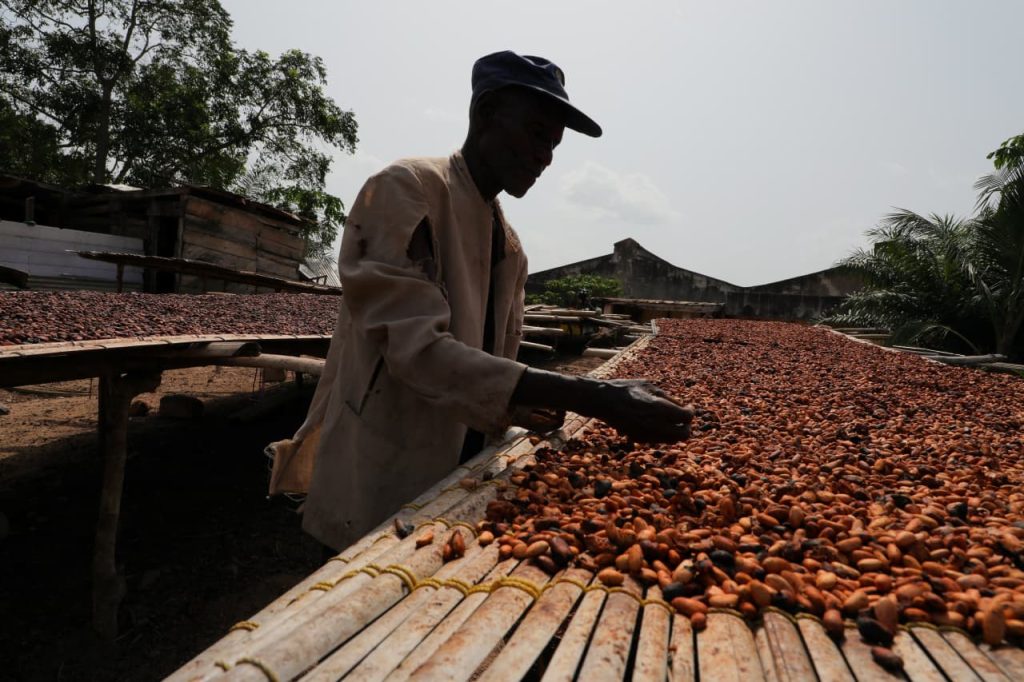 Petani Kakao Mencabut Tanamannya Meski Harganya Tertinggi