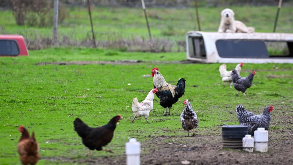 US melaporkan wabah pertama flu burung H5N9 di unggas