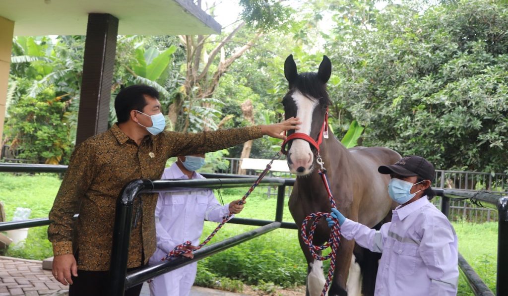 11 Kuda Asal Belanda Penuhi Syarat Masuk Ri