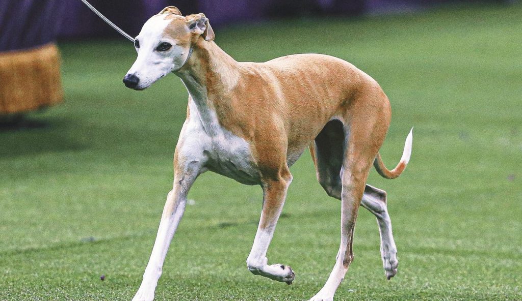 2025 WKC Dog Show: Bourbon The Whippet Headlines Hari 1 Pemenang