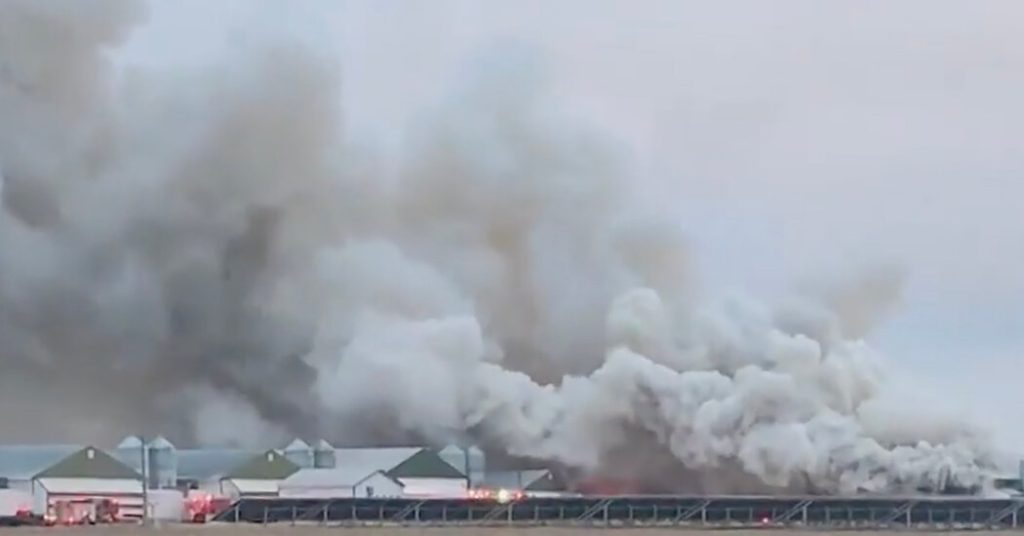 Anak ayam yang dibesarkan untuk bertelur di api besar di sebuah peternakan besar di Ohio