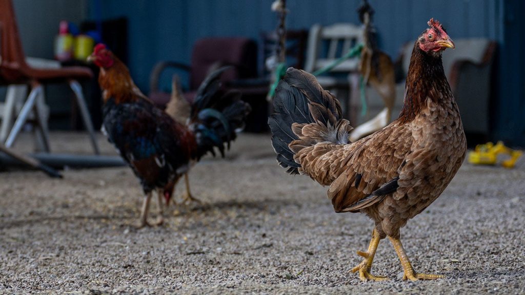 Apakah vaksin flu burung untuk ayam segera hadir?