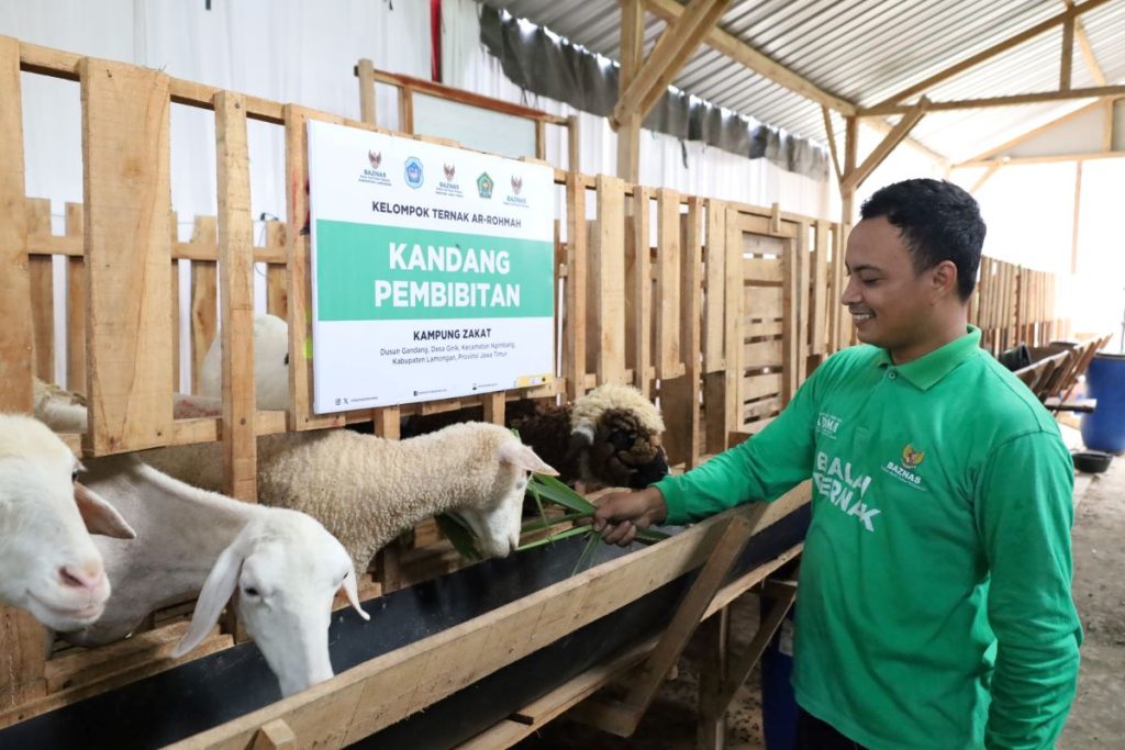 Baznas Berhasil Berdayakan 59 PETERNAK BINANAN Mustahik Jadi Muzaki