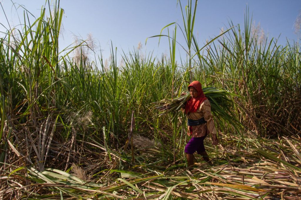 Dukung Swasembada Pangan Nasional Dalam Produksi Gula