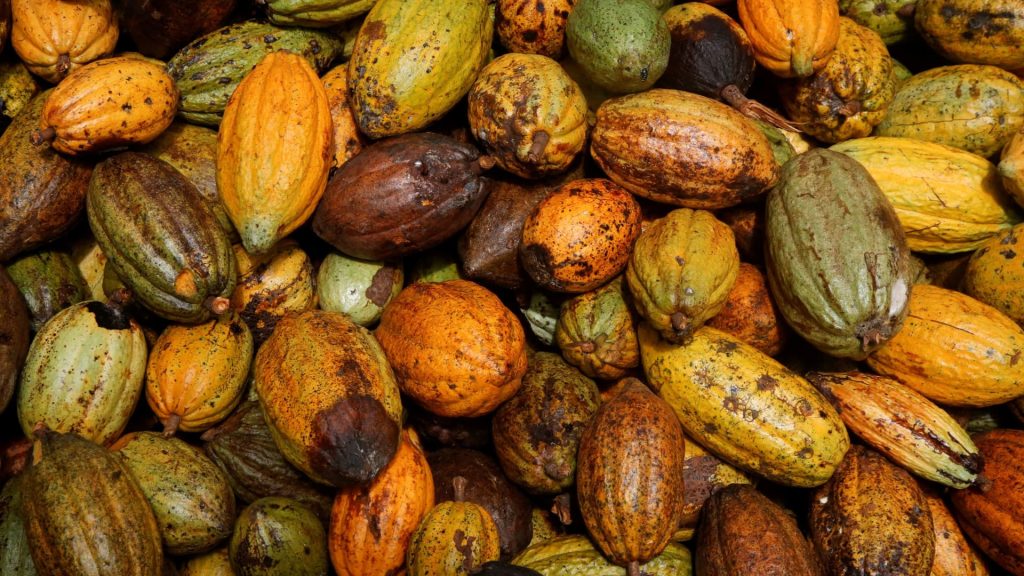 Hujan Pantai Gading menghidupkan kembali Harapan Petani Kakao untuk Mid-Crop yang Sehat