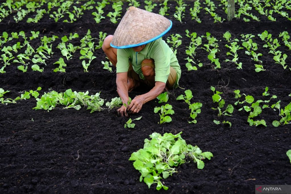 Indonesia memperluas perdagangan karbon dengan solusi berbasis alam