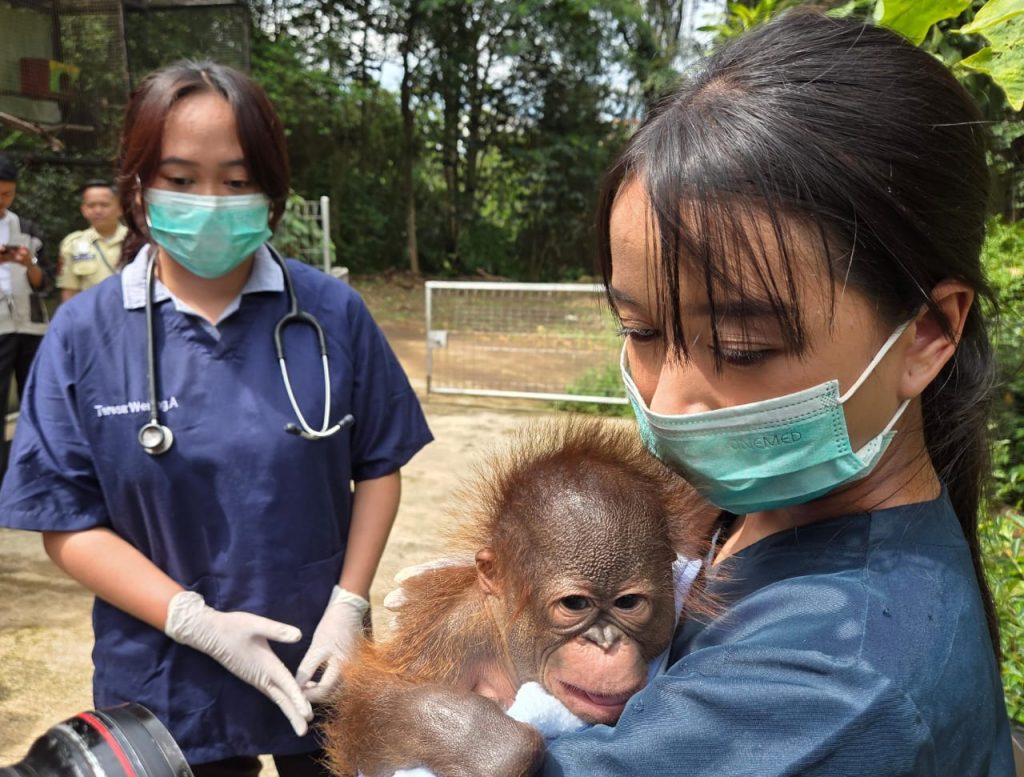 Kebun Binatang Bandung Kenalkan Bayi Orangutan Kalimantan