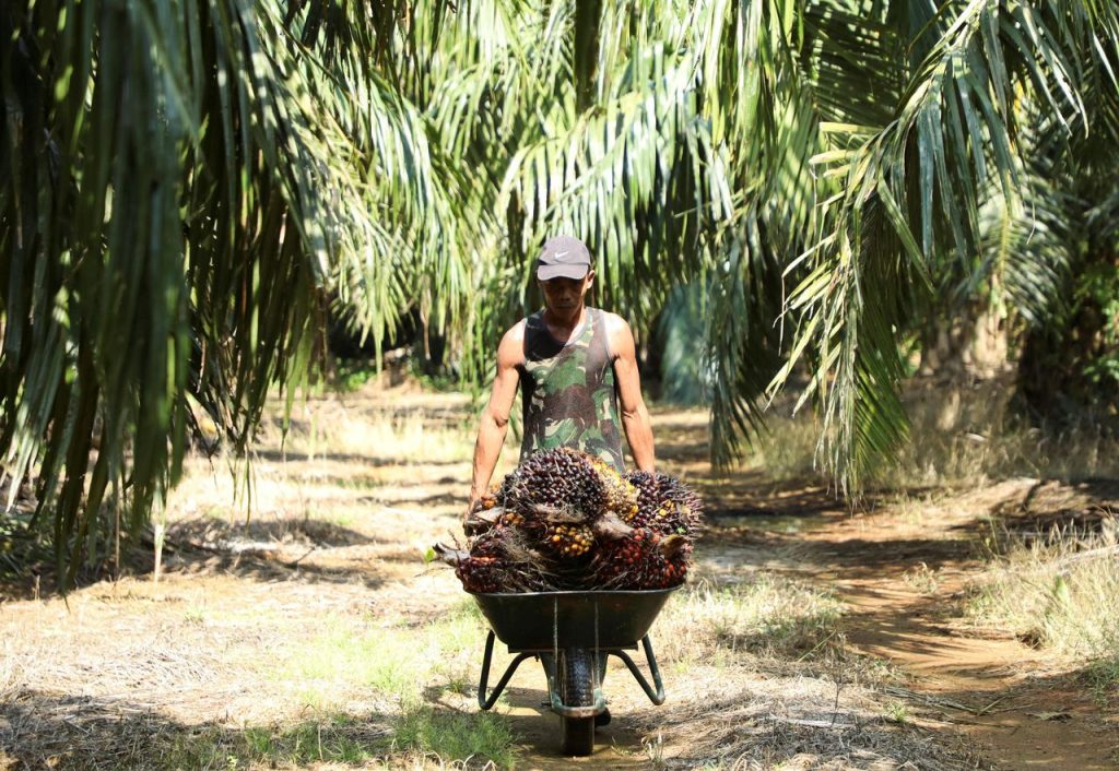 Malaysia Palm Output tenggelam paling dalam sembilan tahun saat hujan menabrak tanaman