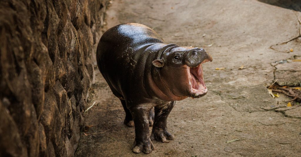 Moo Deng, Balita Hippopotamus, masih memiliki kekuatan bintang