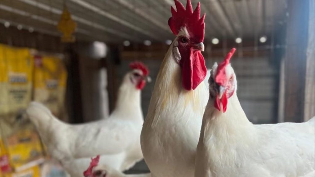 Orang Amerika mengambil untuk memelihara ayam mereka sendiri di tengah kekurangan telur nasional