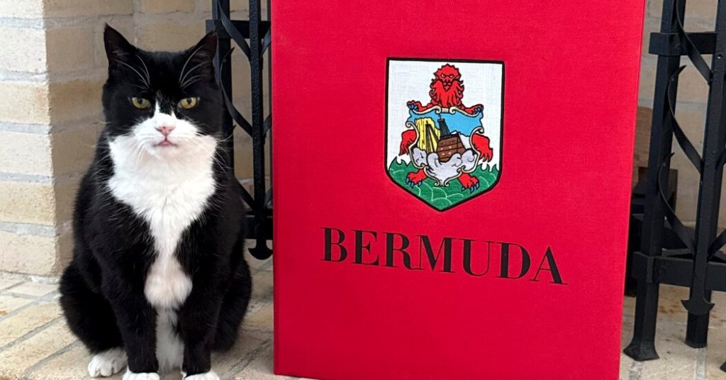 Palmerston, kucing layanan luar negeri Inggris, mengambil jabatan baru di Bermuda