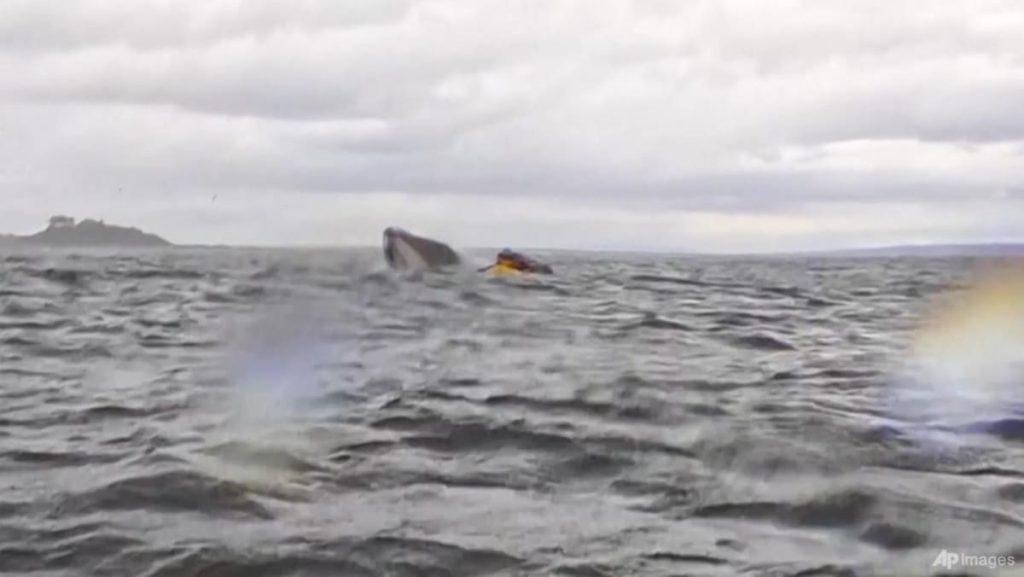 Paus Humpback Singkat menelan Kayaker di Chili Patagonia