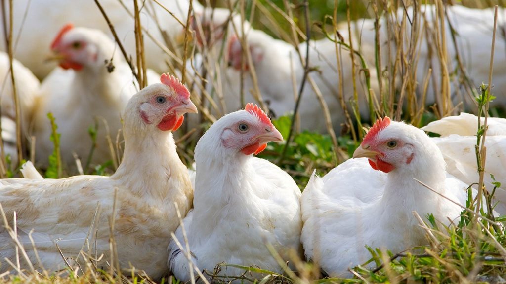 Pelanggan Telur Menangis unggas di atas rak -rak kosong, harga tinggi sekarang dapat menyewa ayam mereka sendiri