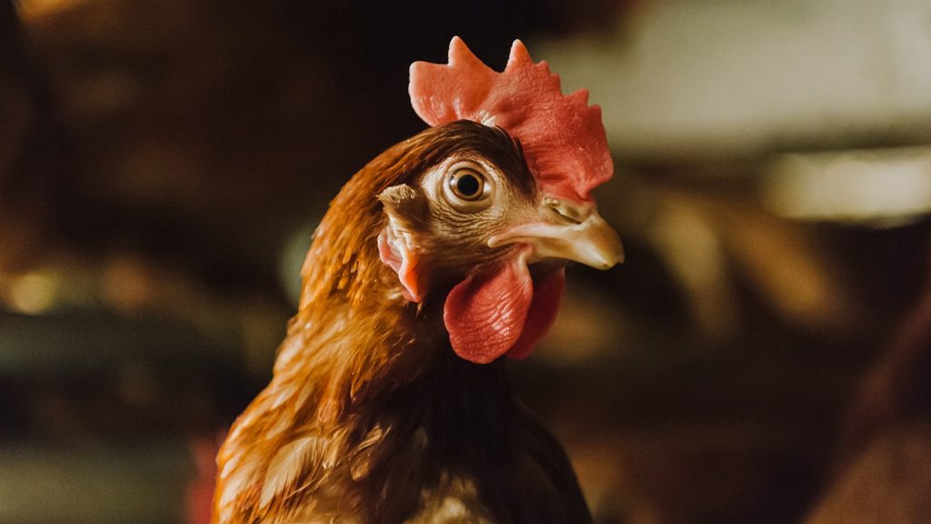 Petani telur dipukul keras oleh flu burung, menghasilkan 3 kawanan yang hilang