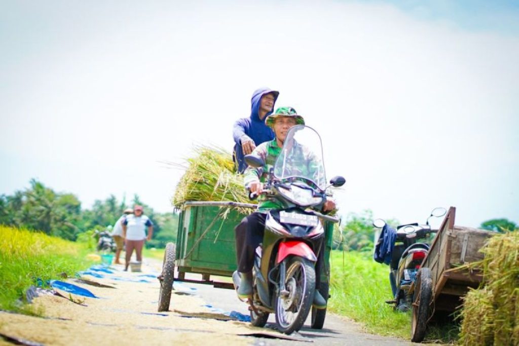 Produksi pangan menunjukkan perkembangan positif pada tahun 2025: pelayanan