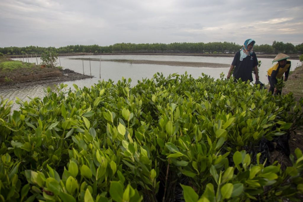 5 Ribu Mangrove TUKUT Rehabilitasi Lingkungan di Muara Gembong Tumbuh 98