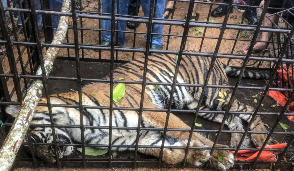 6 Orang Ditangkap Atas Kasus Kematian Harimau Di Riau