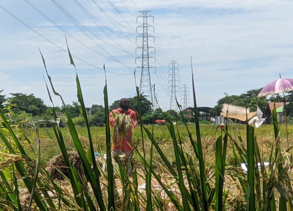 Bupati Majalengka Larah Petani Jual Gabah Di Bawah Hpp