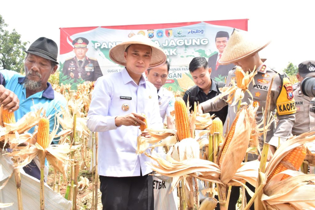 Lamongan Panen Raya Jagung Di Lahan Tidur