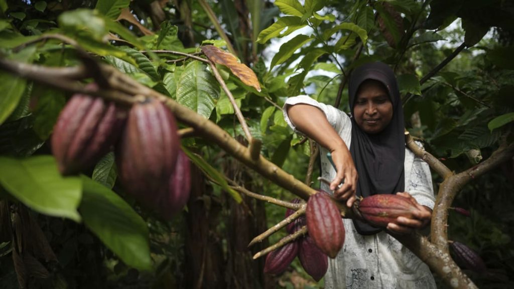 Petani Kakao Indonesia bekerja dengan bisnis, LSM untuk melawan dampak pahit dari perubahan iklim