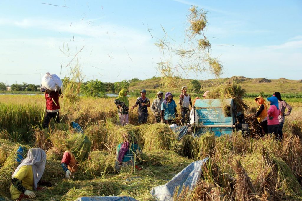 Tani Merdeka Gandeng Bulog Jatim untuk Maksimalkan Serapan Gabah